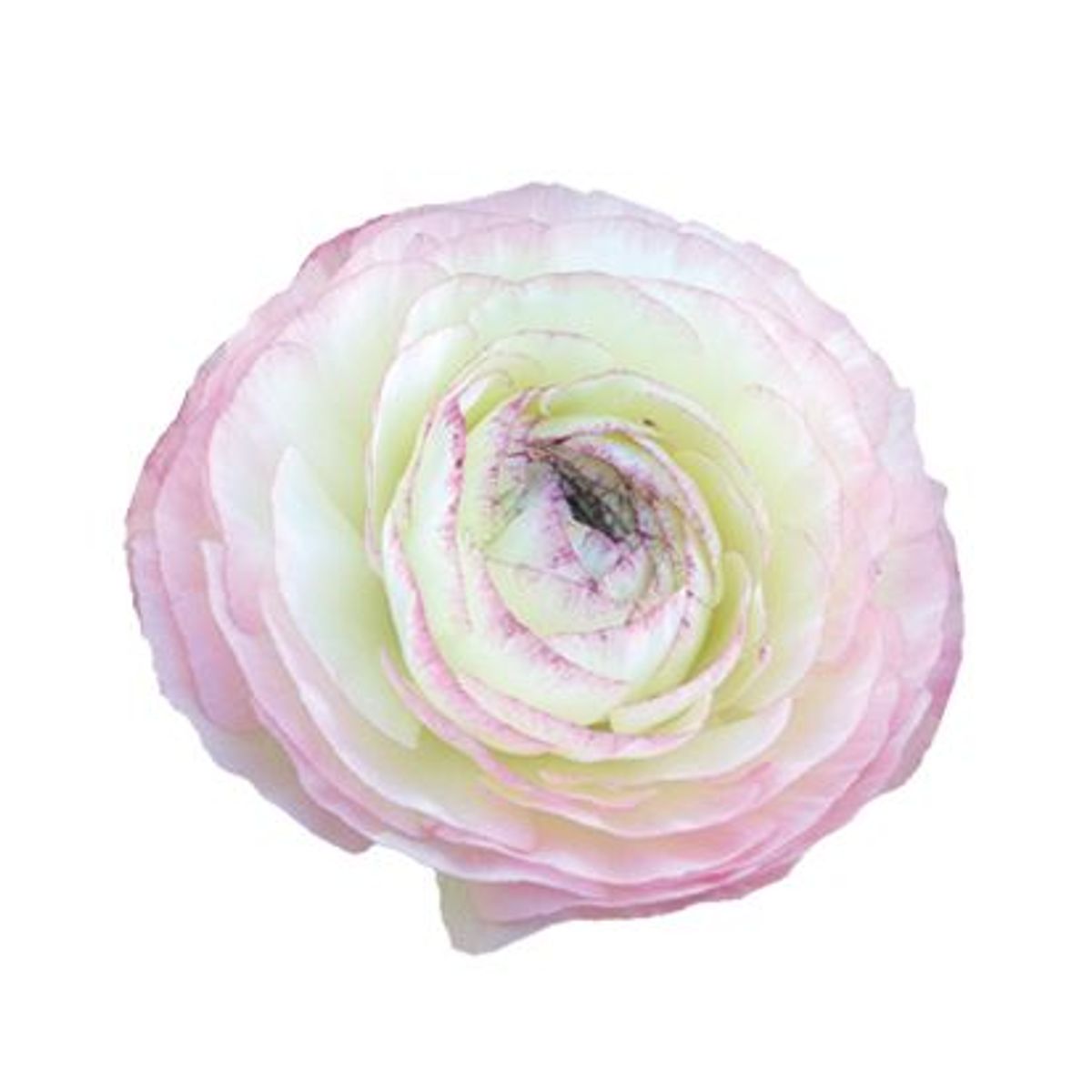 Ranunkel 'Elegance® Bianco Sfumato' - Ranunculus, 7 stk.