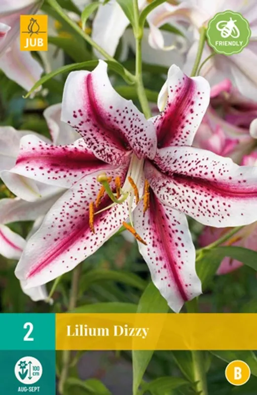 Orientalsk lilje 'Dizzy' - Lilium, 2 stk.