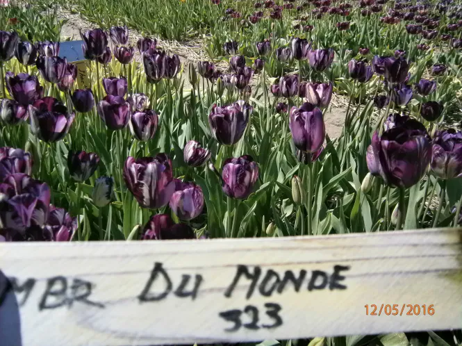 Hovedbilde Historisk tulipan 'Belle du Monde Broken' - 1 stk 