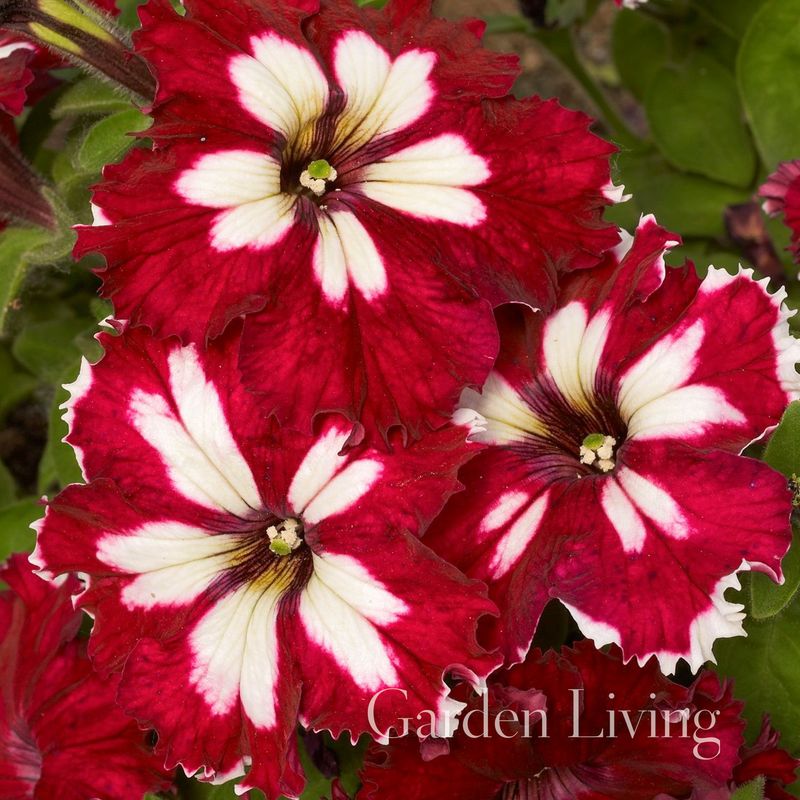 Petunia 'Can Can Harlequin Burgundy' F1 - Petunia grandiflora