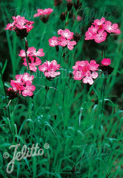 Bilde av Kartusernellik - Dianthus carthusianorum