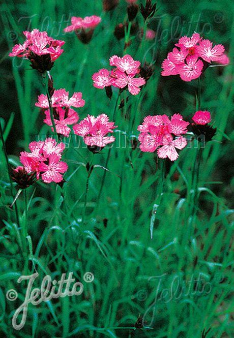 Hovedbilde Kartusernellik - Dianthus carthusianorum