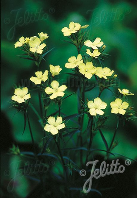 Hovedbilde Svovelnellik ’Yellow Harmony’ - Dianthus ...