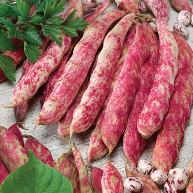 Hovedbilde Dvergbønne 'Tintoretto' - Phaseolus vulgaris