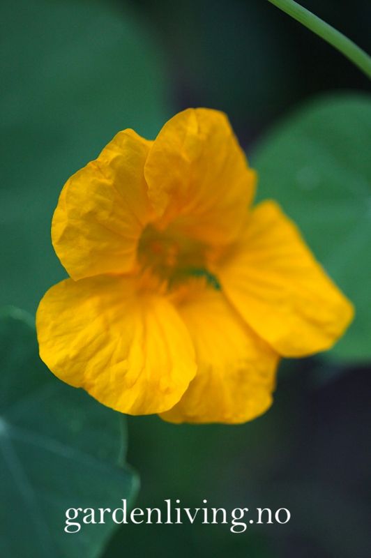 Blomkarse 'Golden Jewel’ - Tropaeolum majus