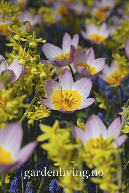 Tulipa saxatilis subsp. bakeri 'Lilac Wonder' - 15 stk