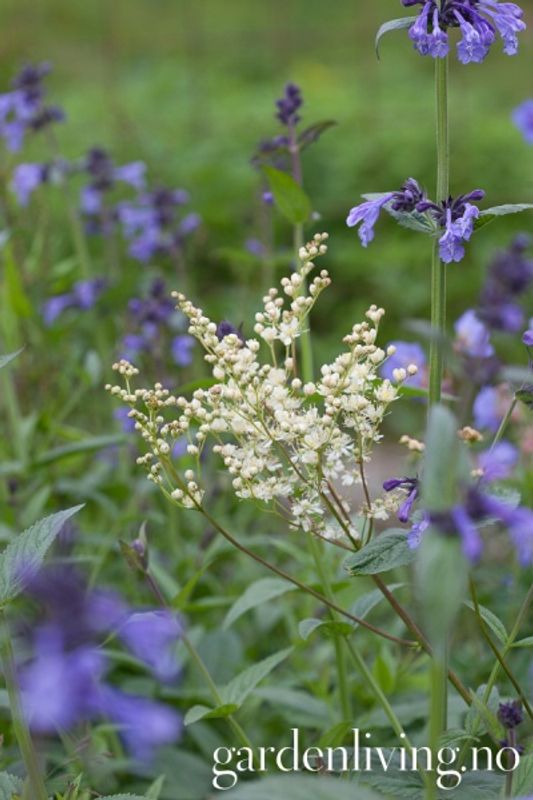 Knollmjødurt - Filipendula vulgaris