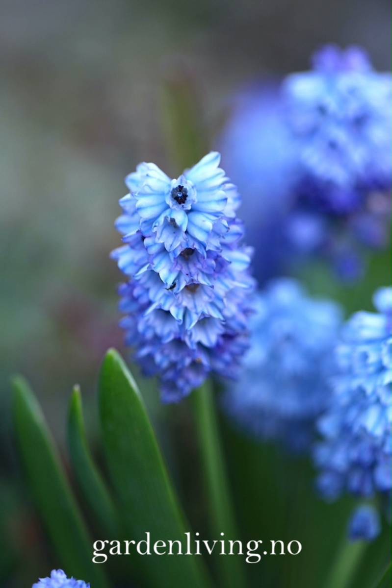 Asurperleblomst - Muscari azureum - 10 stk