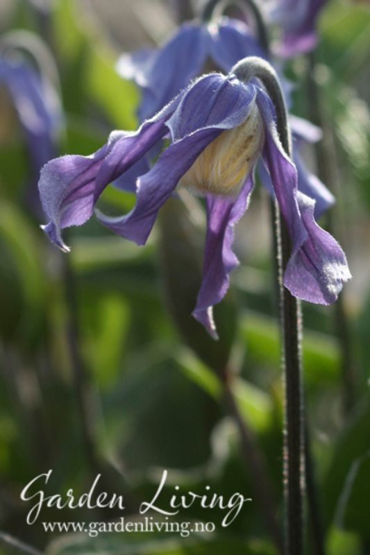 Stålklematis - Clematis integrifolia