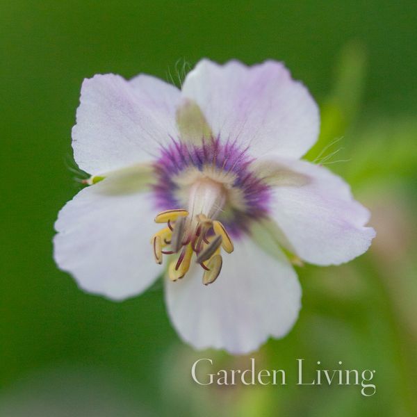 Hovedbilde Brunstorkenebb 'Wendy's Blush' - Geranium phaeum 