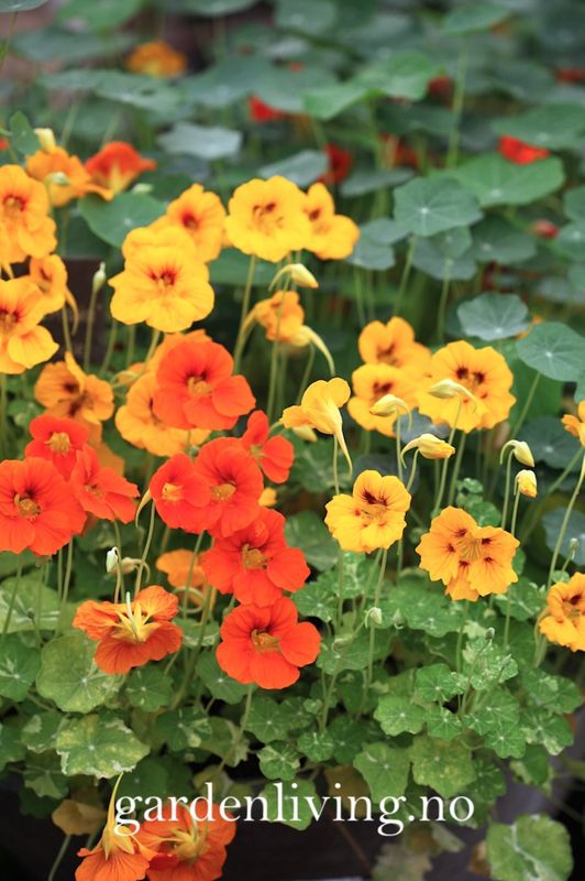 Blomkarse 'Alaska Mixed’, lav - Tropaeolum majus