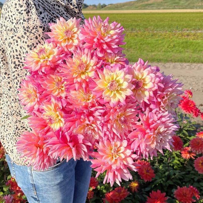 Hovedbilde Georgine 'Felida Solar Flare' - Dahlia x cultorum, 1 stk.
