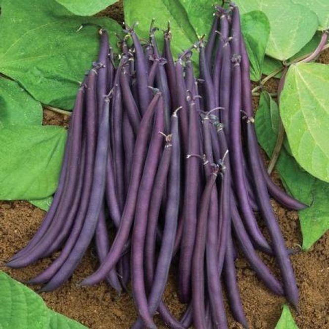 Hovedbilde Dvergbønne 'Amethyst' - Phaseolus vulgaris