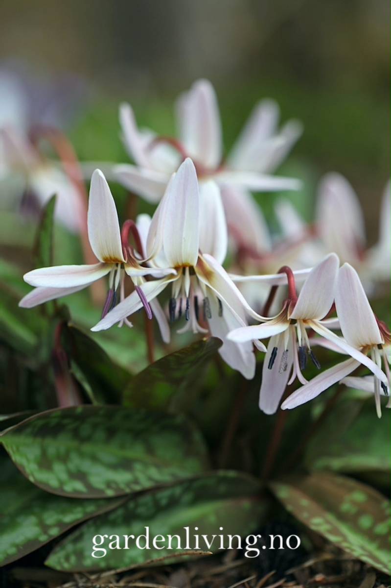 Hundetann 'Snowflake' - Erythronium dens-cans  - 1 stk 