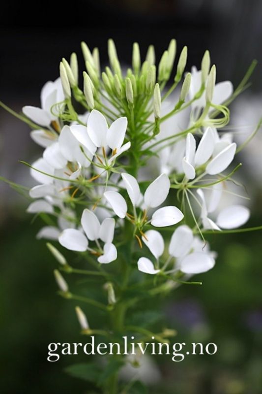 Paradisspinner 'Helen Campbell' - Cleome hassieriana 