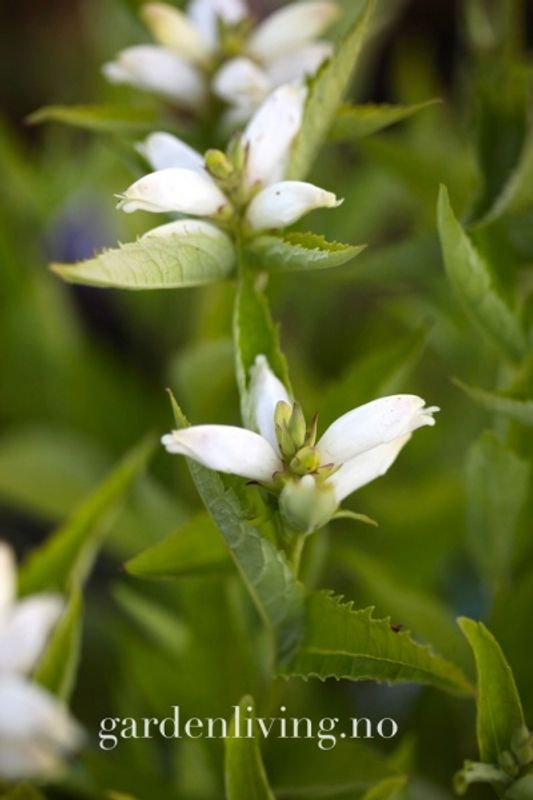 Duehode 'Alba' - Chelone obliqua