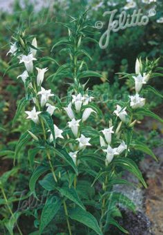 Skogsøte 'Alba' - Gentiana asclepiadea 