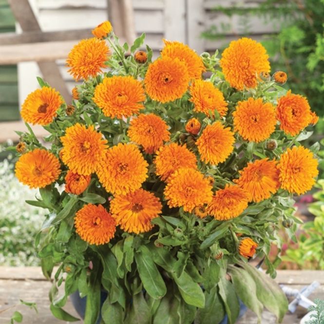 Hovedbilde Ringblomst 'Candyman Orange' - Calendula officinalis