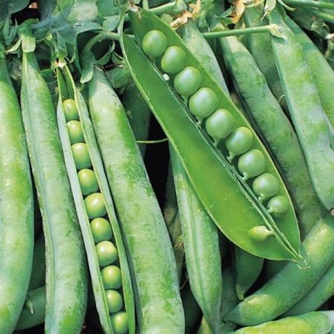 Hovedbilde Margert 'Hurst Greenshaft' - Pisum sativum