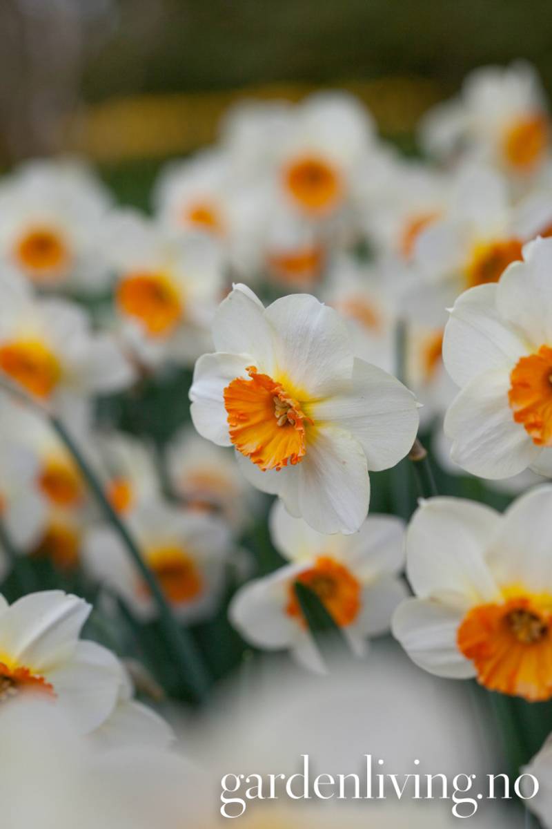 Påskelilje 'Barret Browning’ - Narcissus - 5 stk