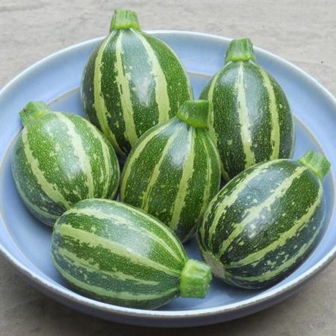 Hovedbilde Squash 'Piccolo' F1 - Cucurbita pepo