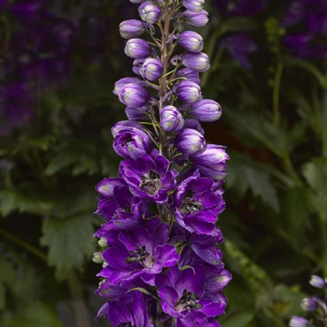 Hovedbilde Ridderspore 'Delphina Dark Blue' - Delphinium 