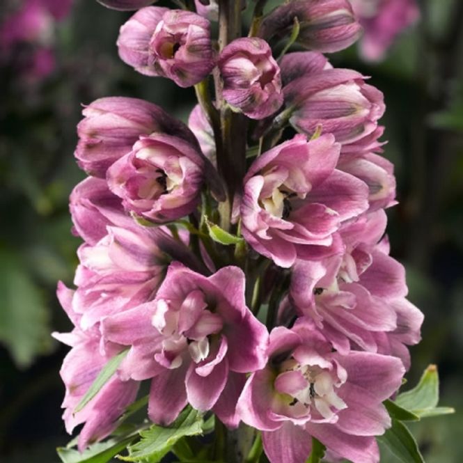 Hovedbilde Ridderspore 'Delphina Rose' - Delphinium 