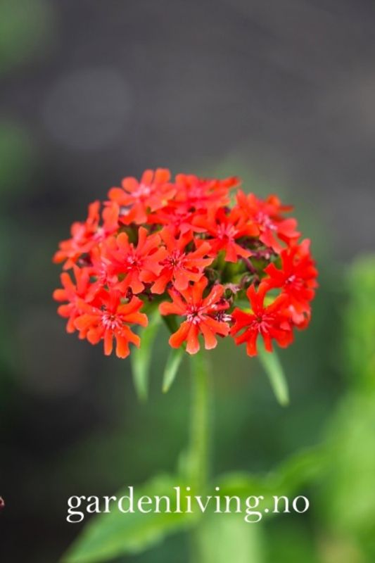 Brennende kjærlighet - Lychnis chalcedonica