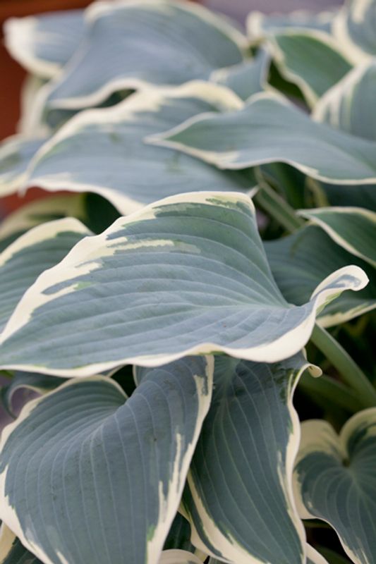 Hosta 'El Nino’