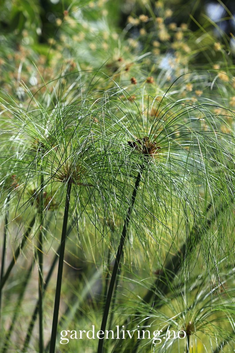 Papyrus - Cyperus papyrus