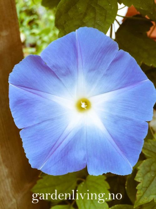 Hovedbilde Praktvindel 'Heavenly Blue’ - Ipomoea tricolor