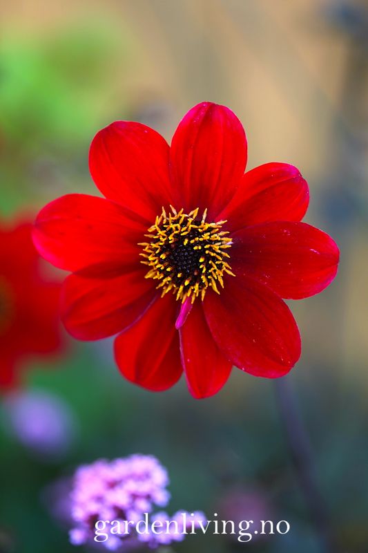 Georgine 'Bishop of Auckland - Dahlia x cultorum, 1 stk