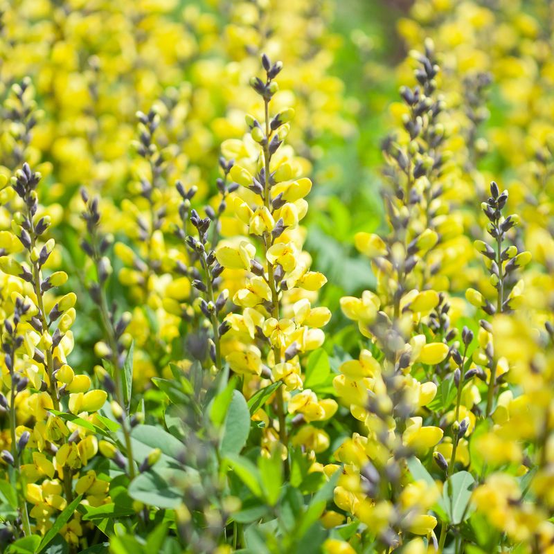 Fargeskolm 'Lemon Meringue' - Baptisia