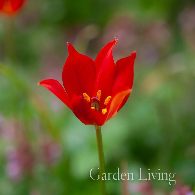 Engtulipan - Tulipa sprengeri - 1 stk