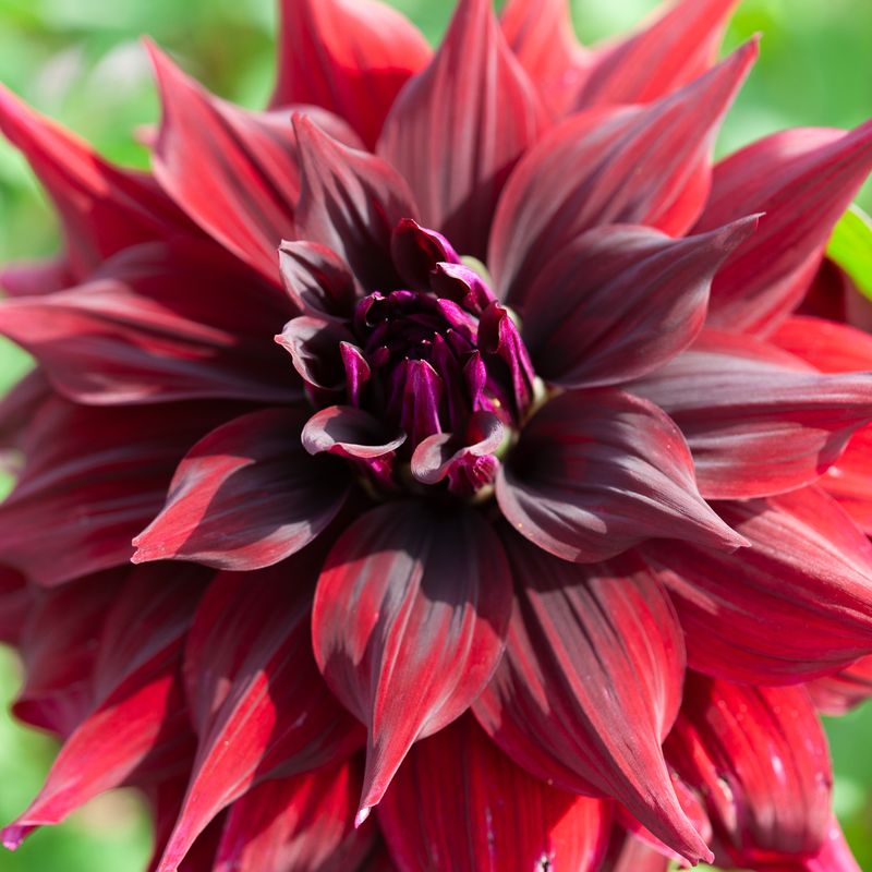 Georgine 'Brigitta Alida' - Dahlia x cultorum, 1 stk.