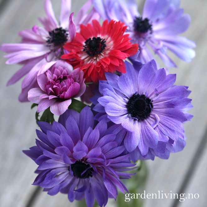 Hovedbilde Kronsymre 'Fullstar Mix' - Anemone coronaria, 10 stk.