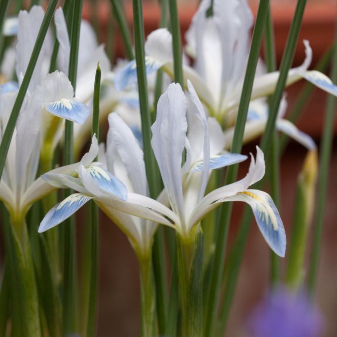 Hovedbilde Våriris 'Frozen Planet' - Iris reticulata - 15 stk