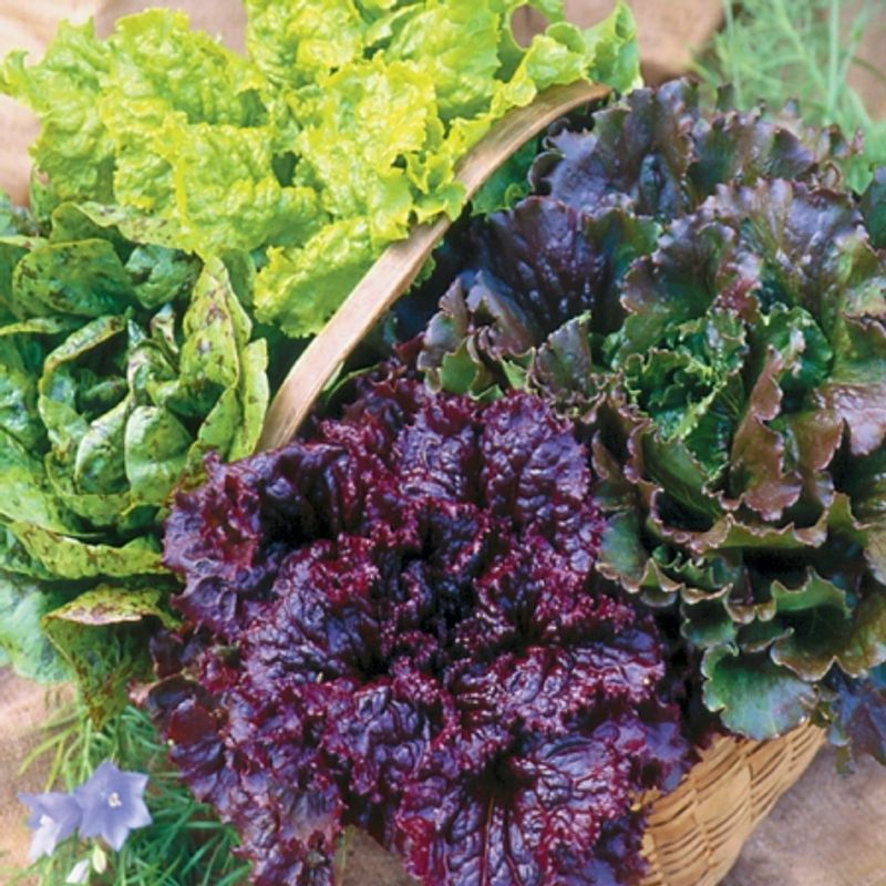 Salatblanding 'Salad Bowl Mixed' - Lactuca sativa