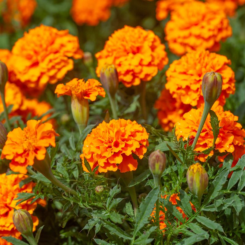 Fløyelsblomst 'Boy o Boy' - Tagetes patula