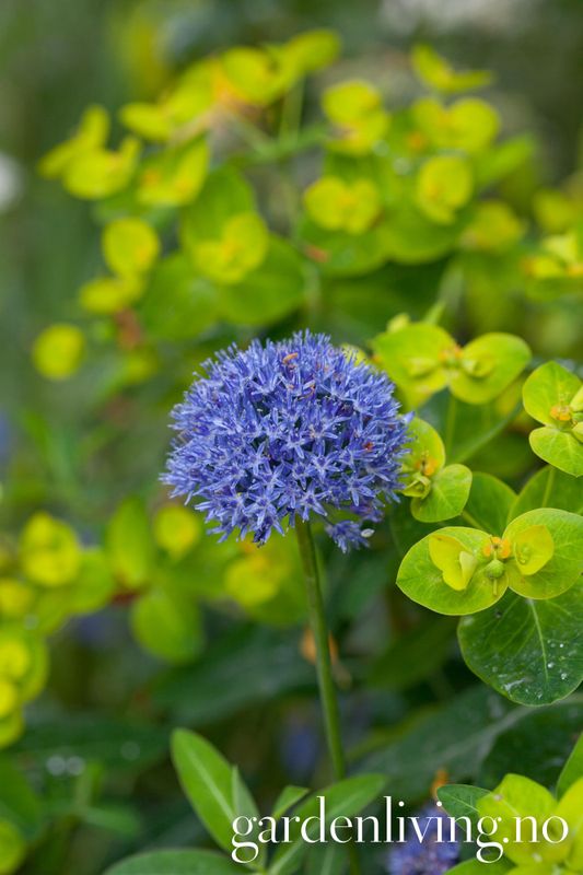 Azurløk - Allium caeruleum - 15 stk 
