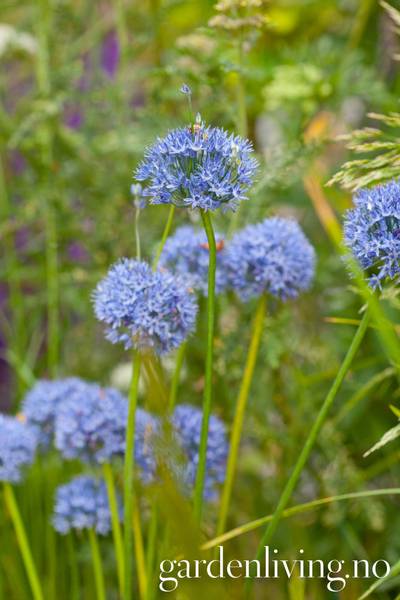 Hovedbilde Azurløk - Allium caeruleum - 15 stk 