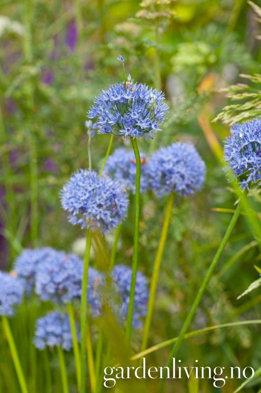 Azurløk - Allium caeruleum - 15 stk 