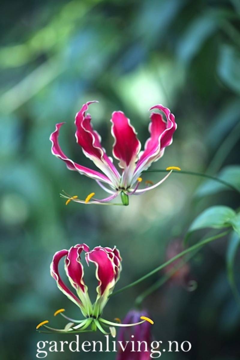 Klatrelilje 'Rothchildiana' - Gloriosa superba, 1 stk.