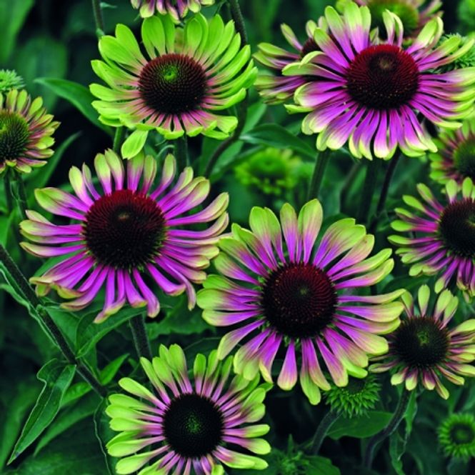 Hovedbilde Purpursolhatt 'Green Twister' - Echinacea purpurea 