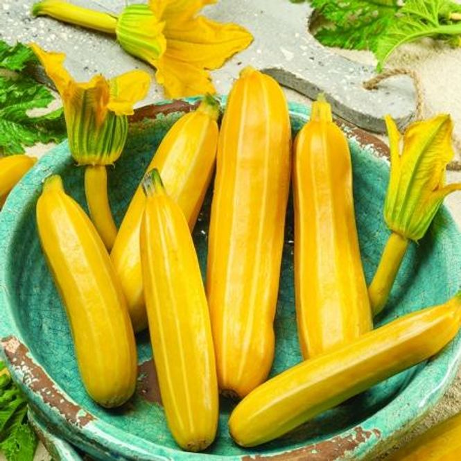 Hovedbilde Squash 'Sunstripe' F1 - Cucurbita pepo 
