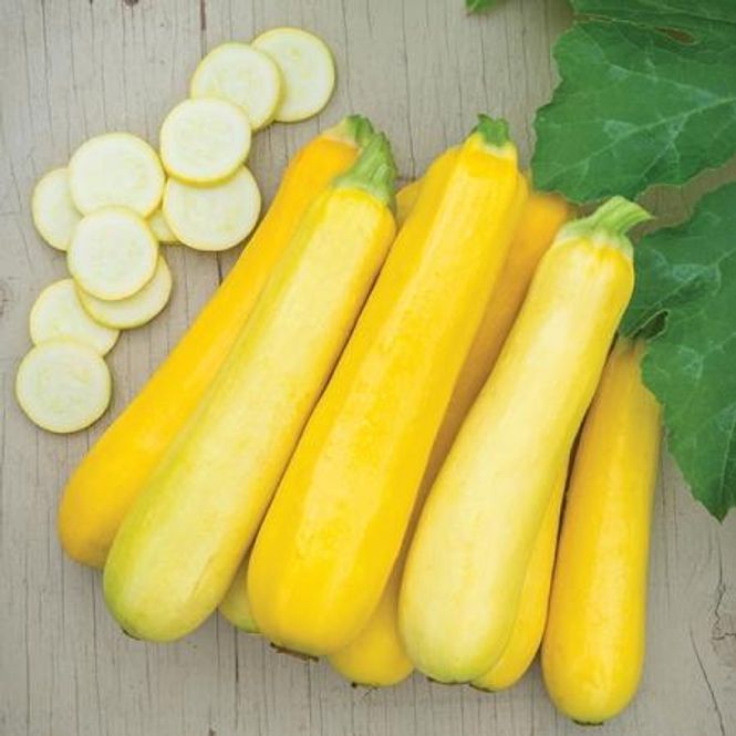 Hovedbilde Squash 'Butterstick' F1 - Cucurbita pepo 