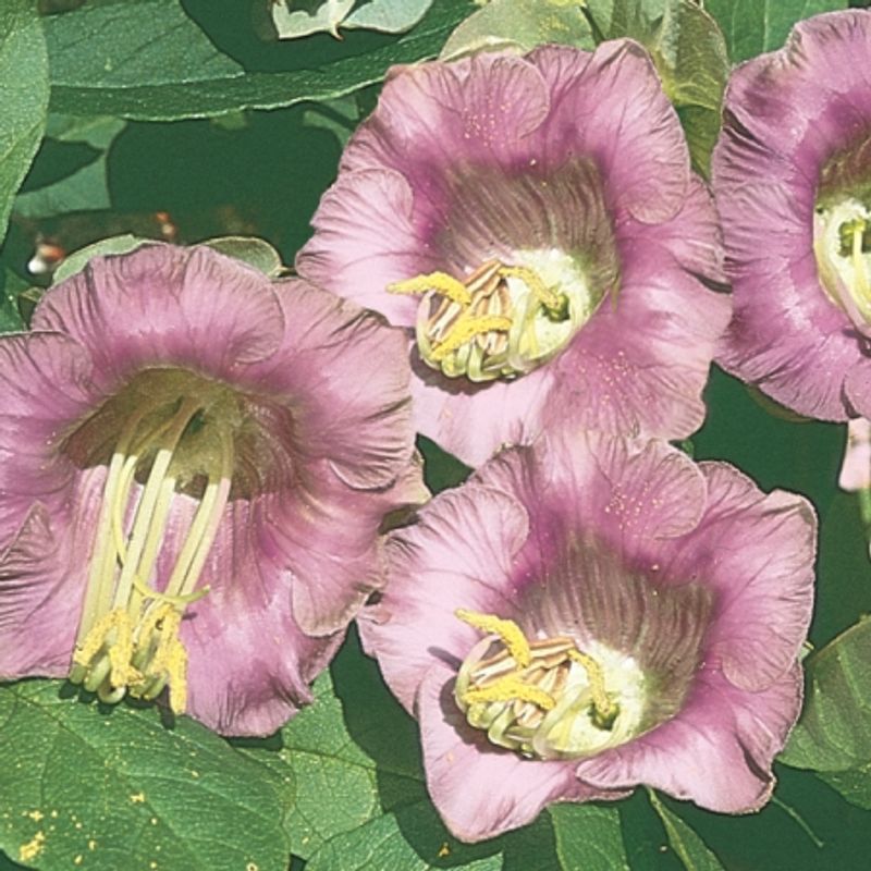Klokkeranke - Cobaea scandens