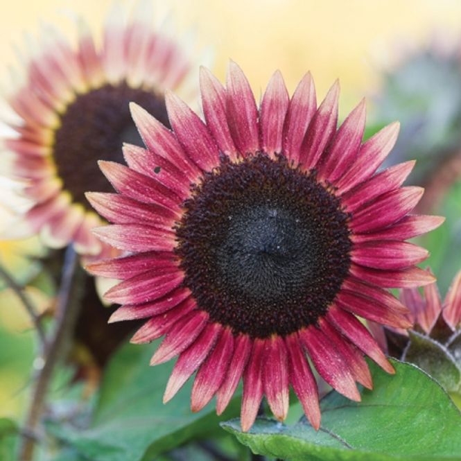 Hovedbilde Solsikke 'Ms Mars'- Helianthus annuus