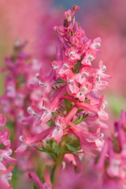 Hovedbilde Hagelerkespore 'Beth Evans' - Corydalis solida - 7 stk