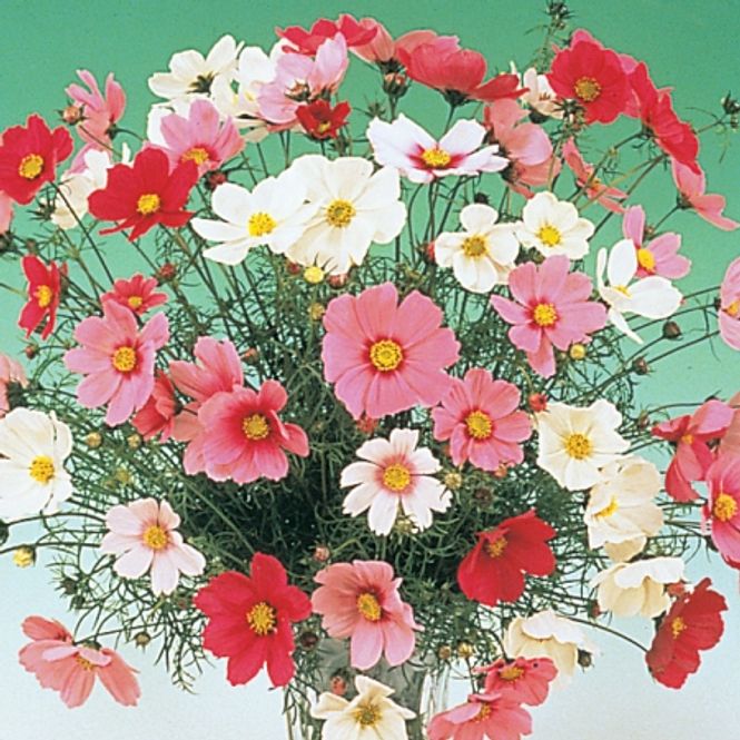 Hovedbilde Pyntekorg 'Versailles Palace' - Cosmos bipinnatus